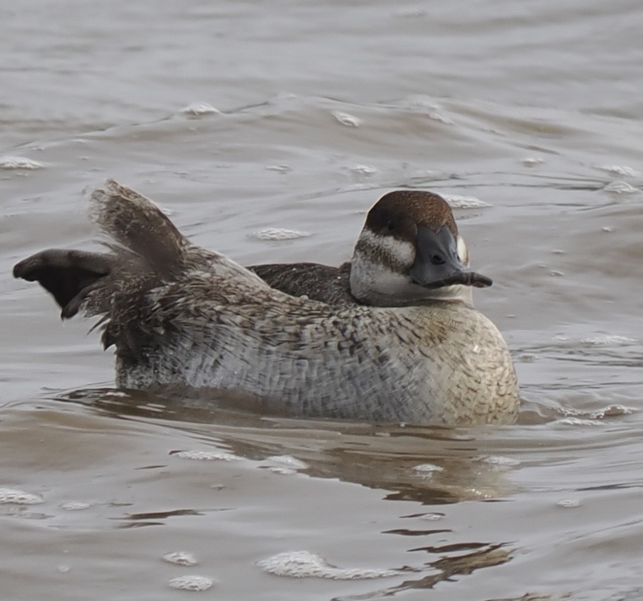 Amerika Dikkuyruğu - ML647536930