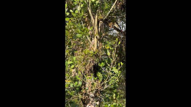 Roadside Hawk - ML647536934