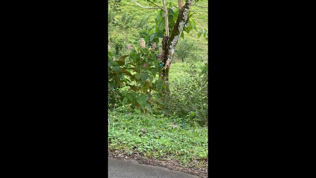 Golden-hooded Tanager - ML647536936