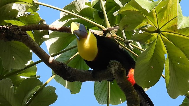 Yellow-throated Toucan - ML647536947