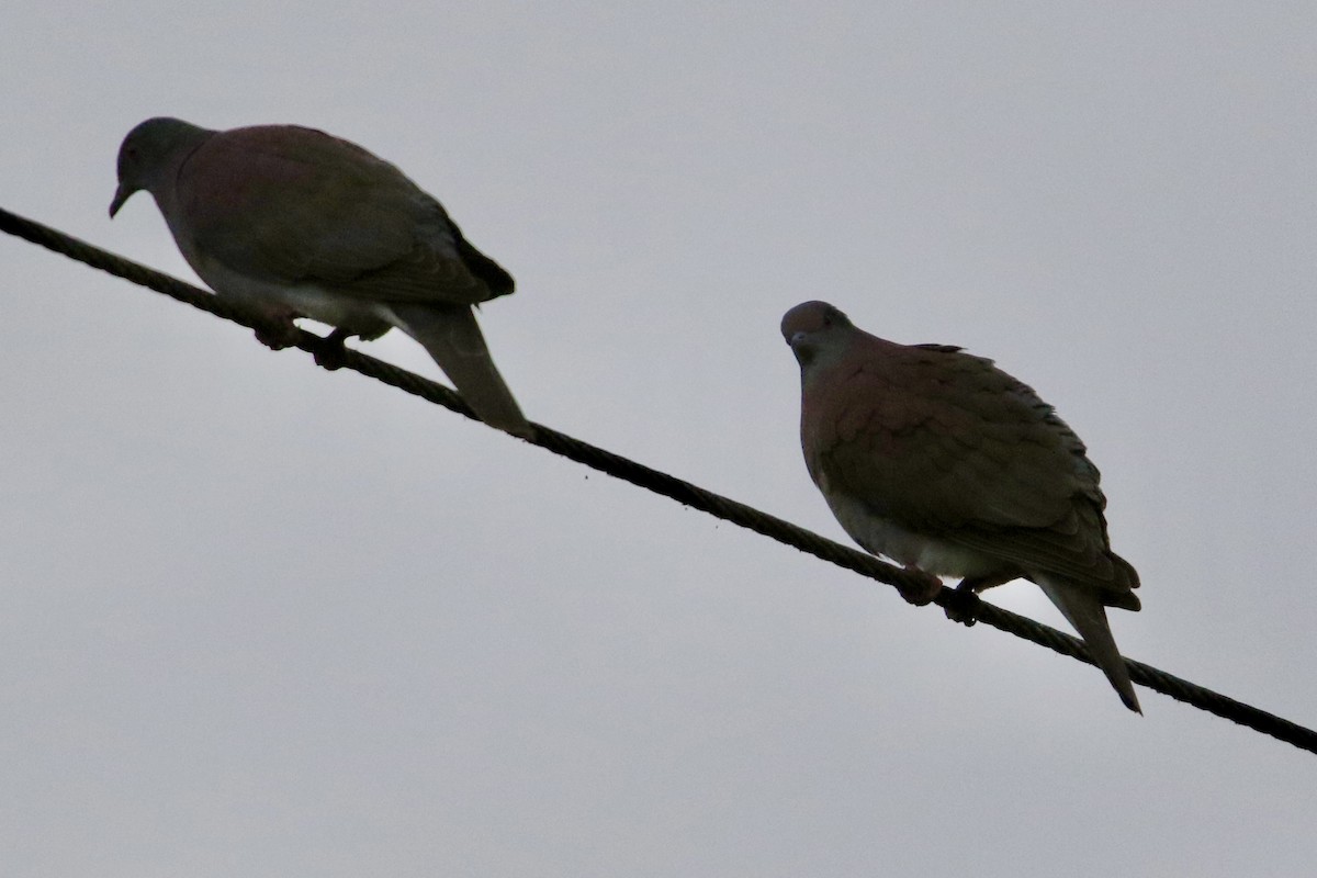 Pale-vented Pigeon - ML647536953