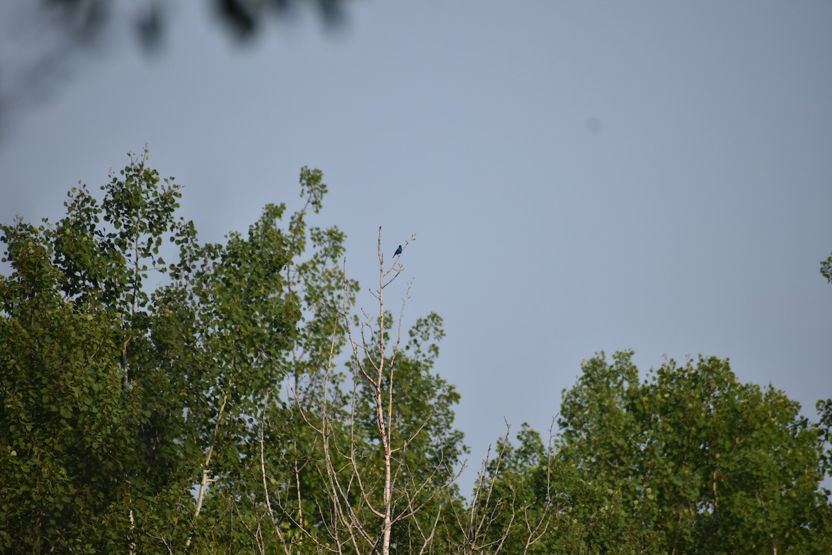 Indigo Bunting - ML647536957