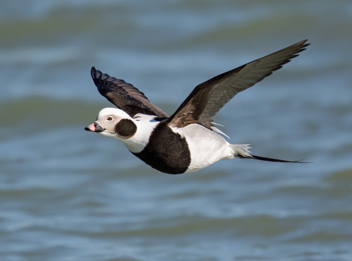 Морянка - ML647536991