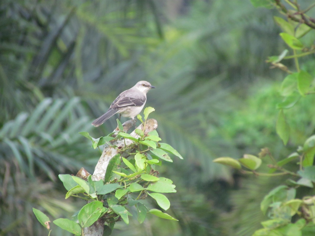 Tropikal Taklitçi - ML647536998