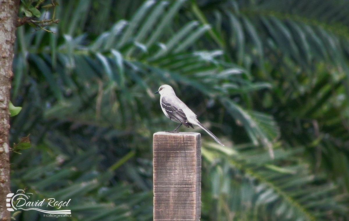 Tropikal Taklitçi - ML647537002