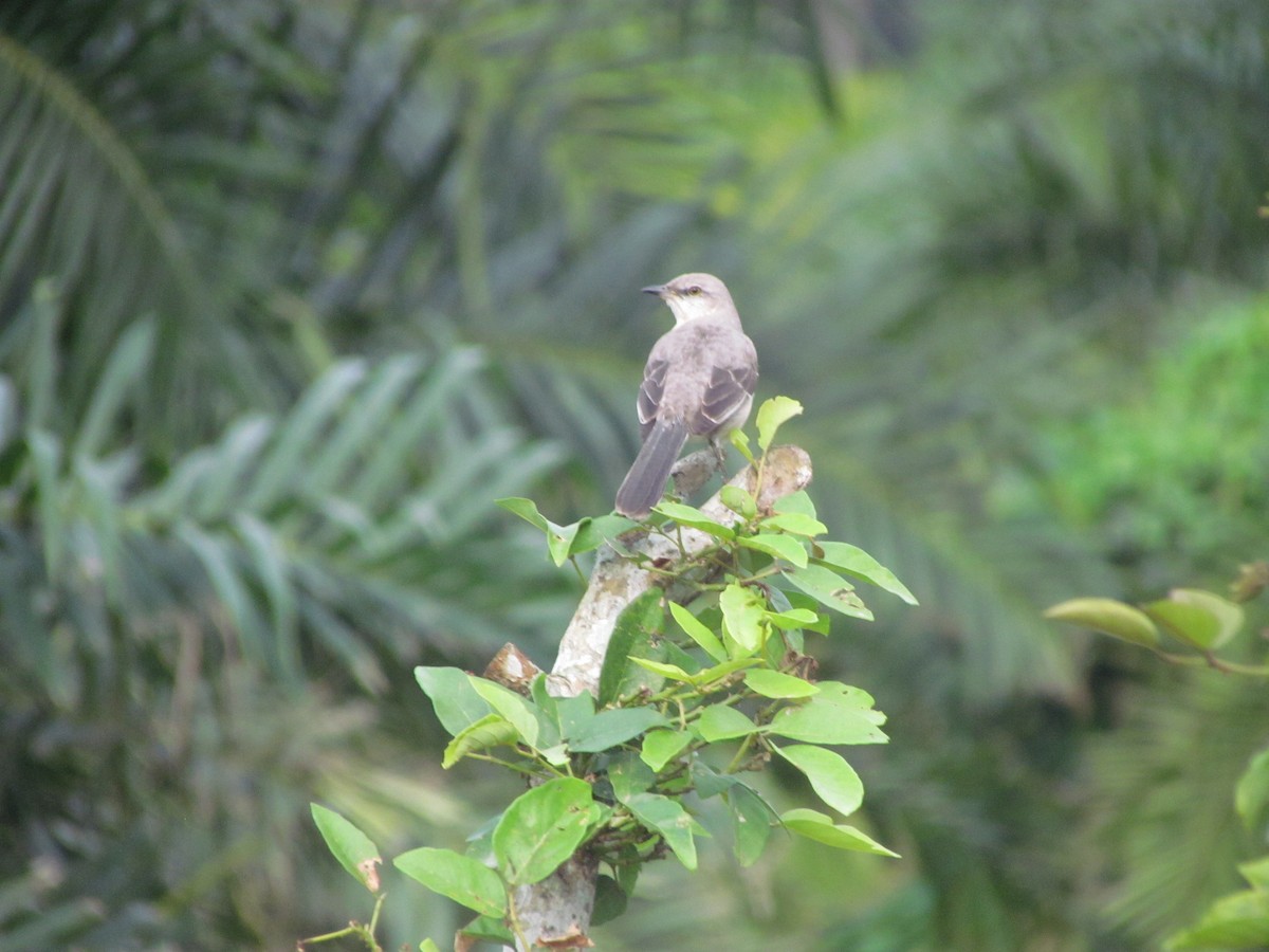 Tropikal Taklitçi - ML647537003