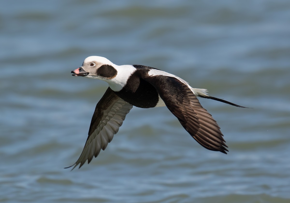 Морянка - ML647537006