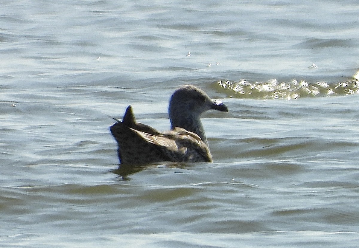 ニシセグロカモメ - ML647537010