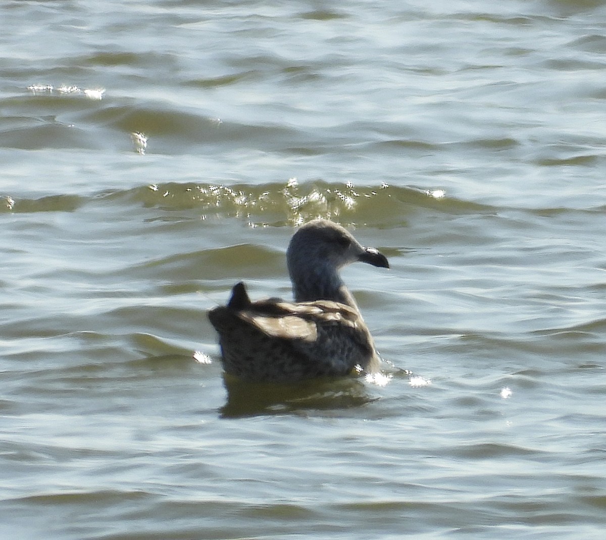 ニシセグロカモメ - ML647537011