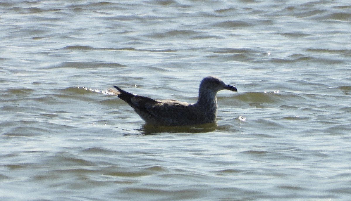 ニシセグロカモメ - ML647537012