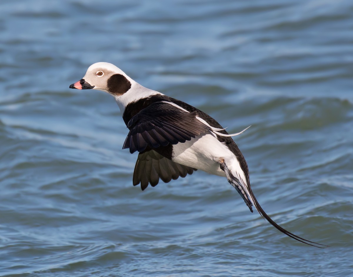 Морянка - ML647537013