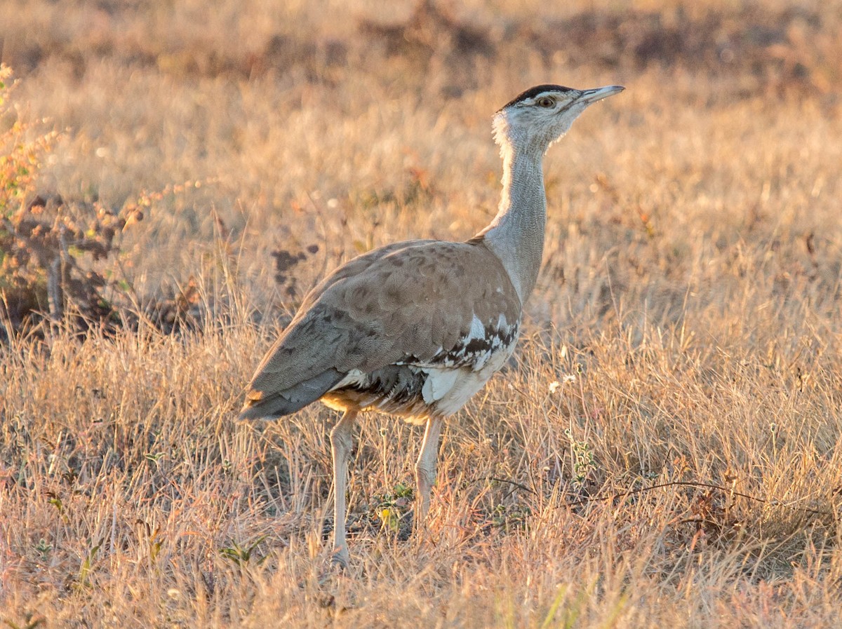 Australian Bustard - ML647537022