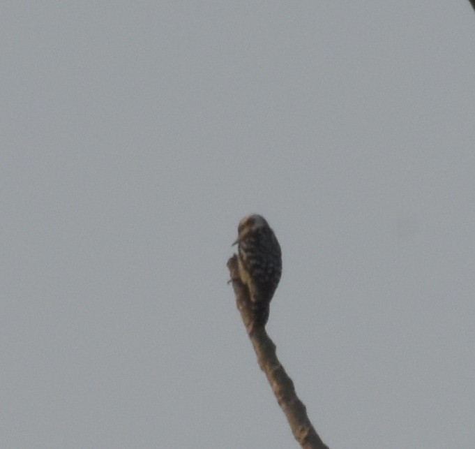 strakapoud hnědohlavý - ML647537026