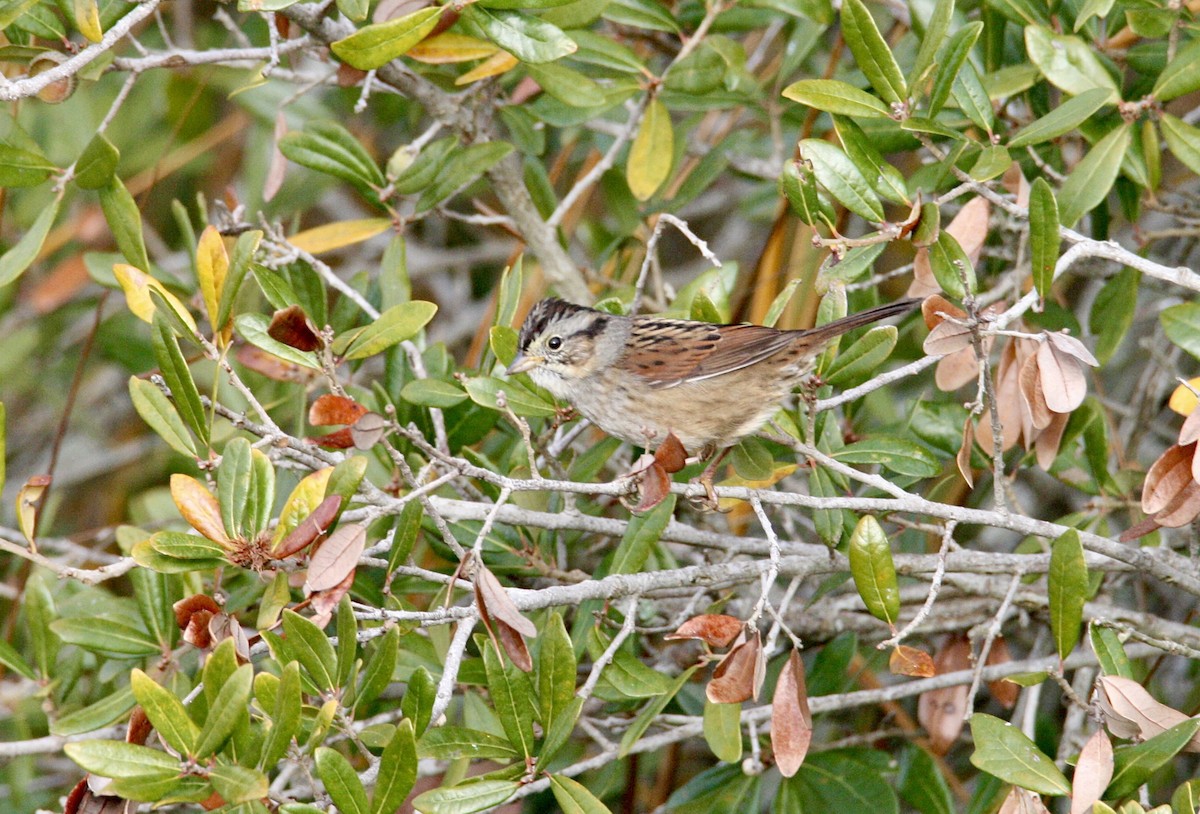 Болотная зонотрихия - ML647537032