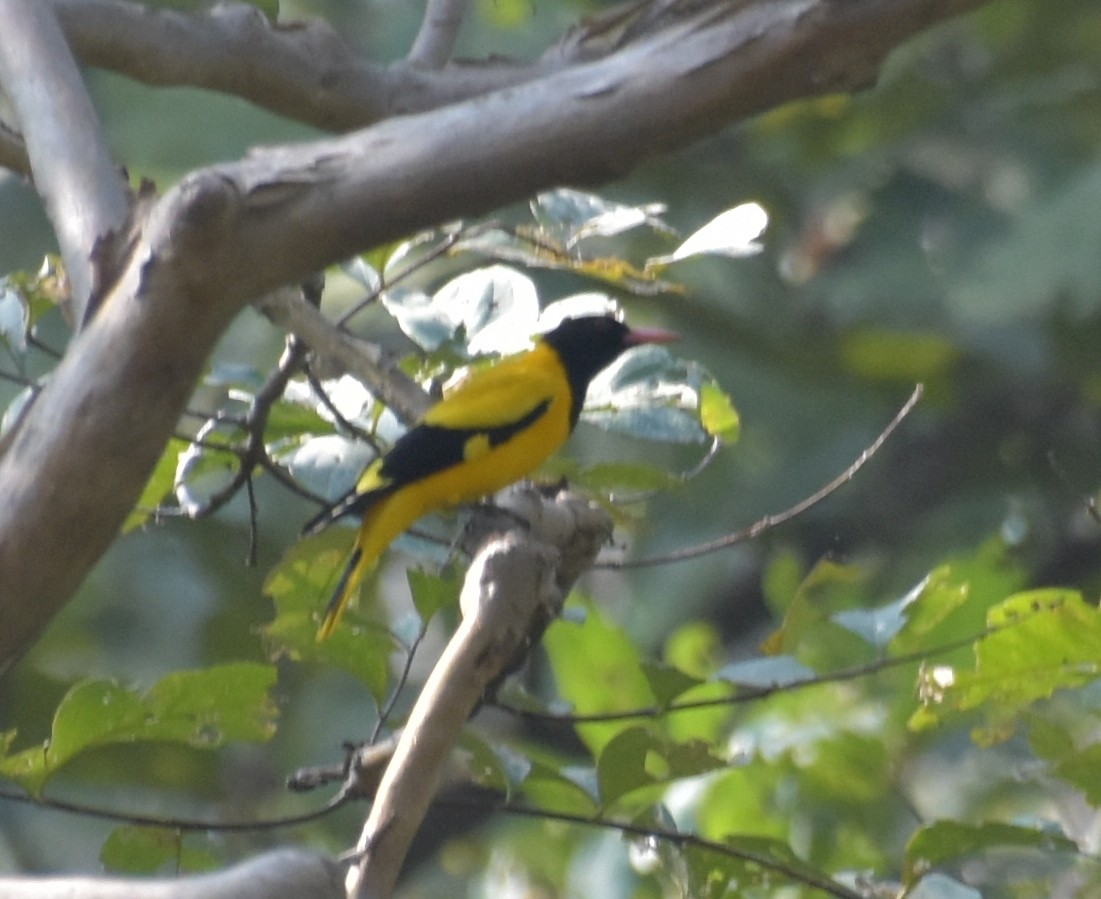 žluva černokápá - ML647537033