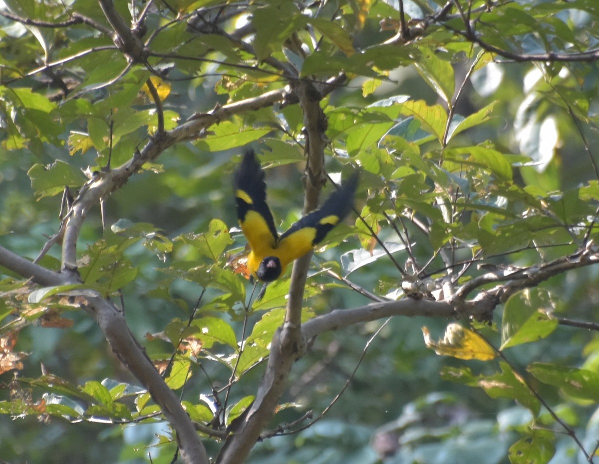 žluva černokápá - ML647537034