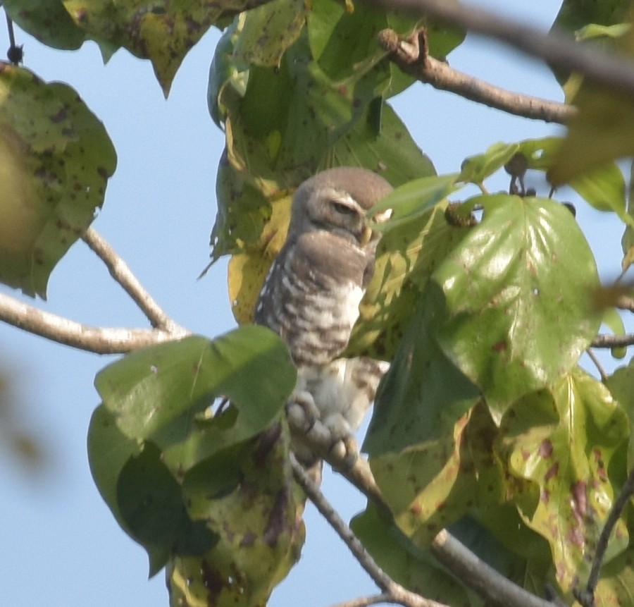 sýček indický - ML647537041