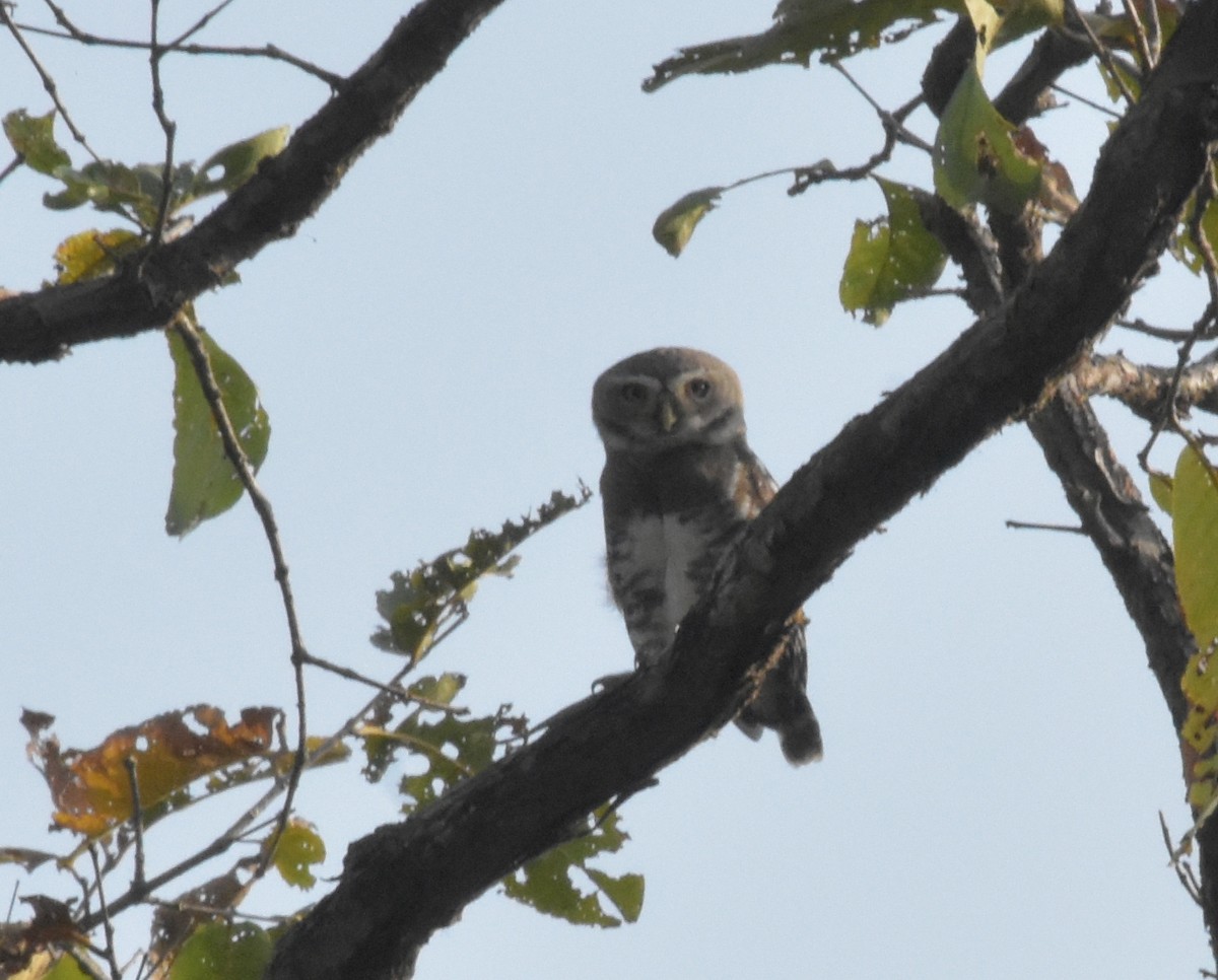 sýček indický - ML647537042