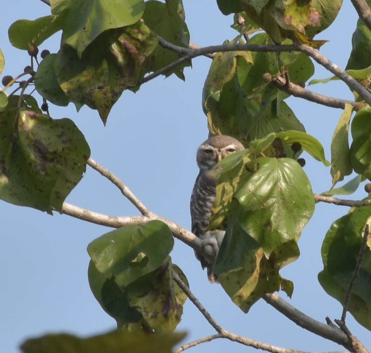 sýček indický - ML647537043