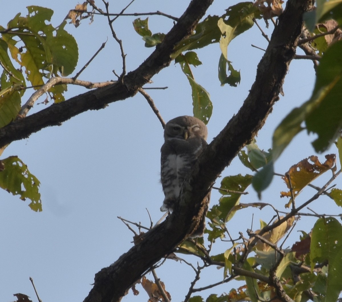 sýček indický - ML647537044