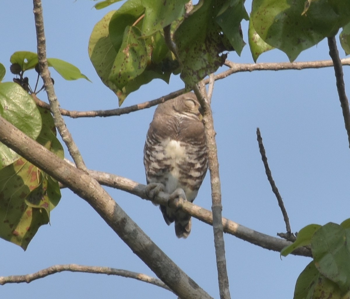 sýček indický - ML647537045