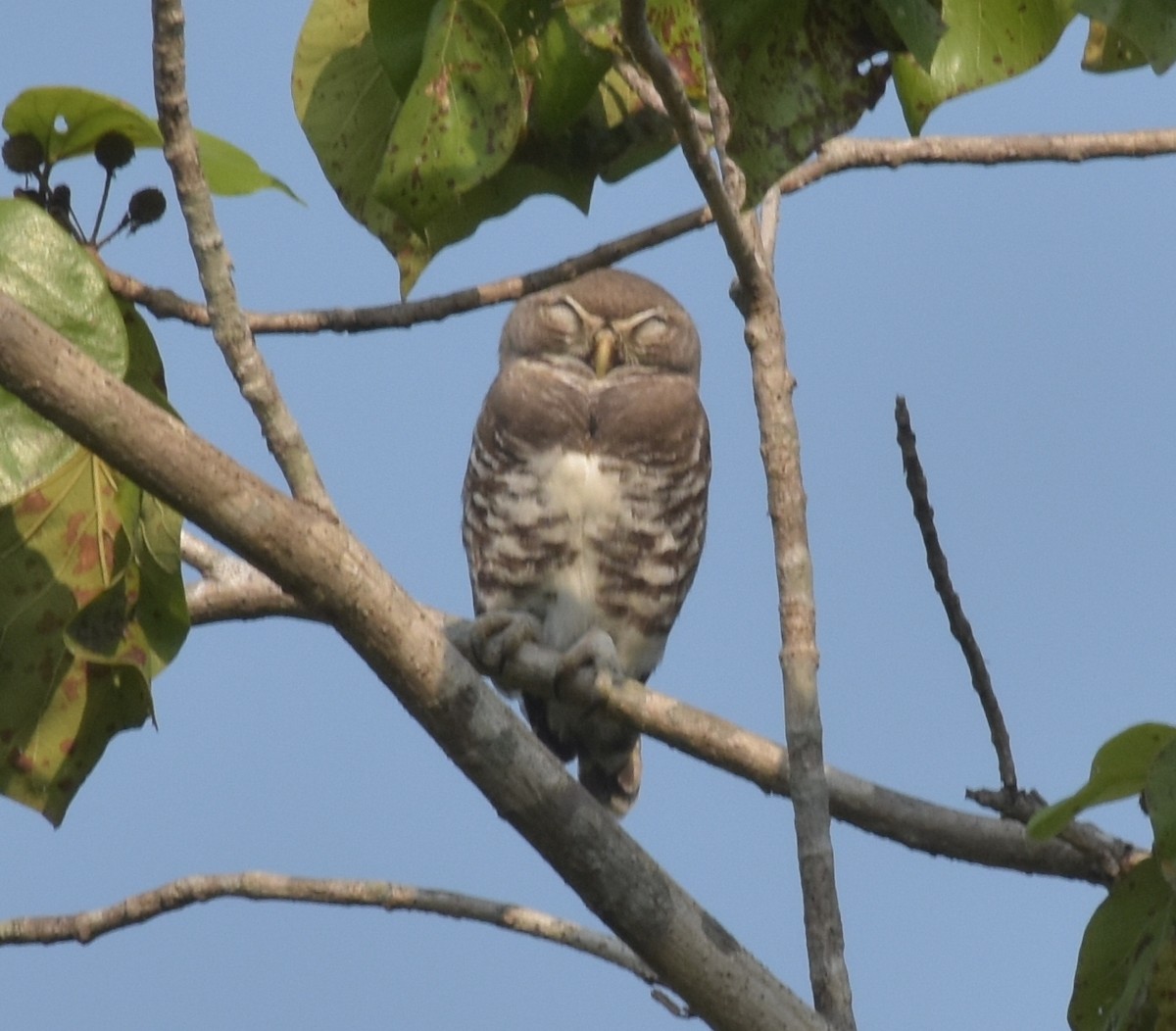 sýček indický - ML647537046