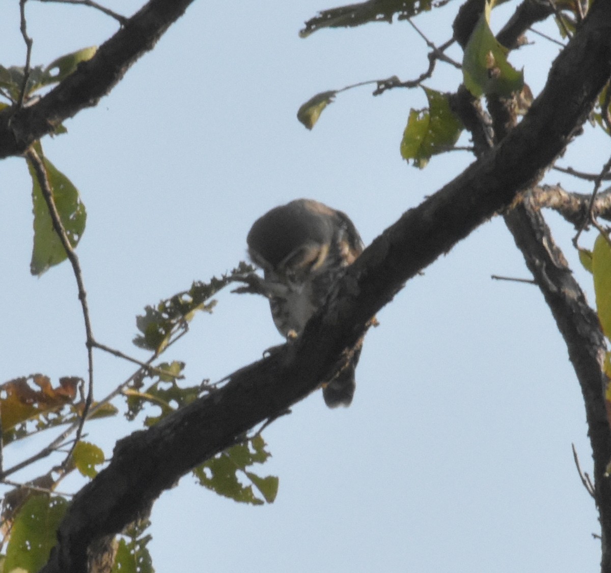 sýček indický - ML647537047