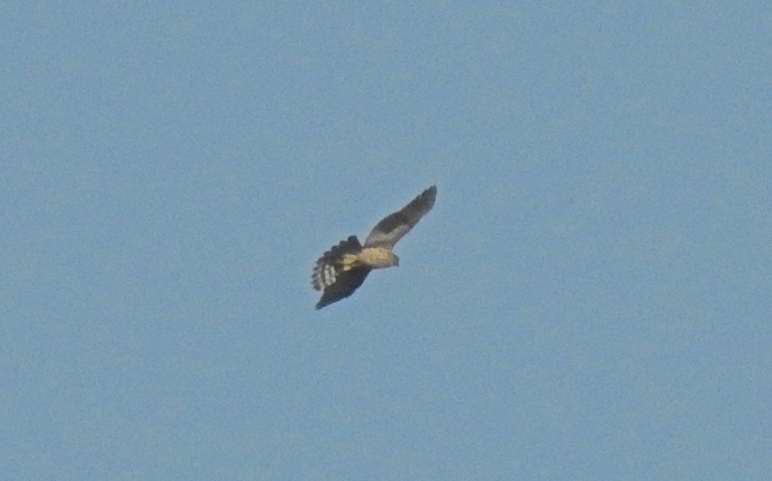 Eurasian Goshawk - ML647537048