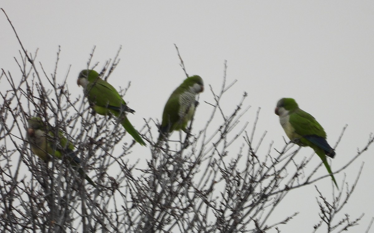 Mönchssittich - ML647537051