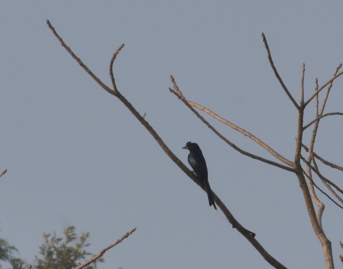 drongo vlajkový - ML647537059