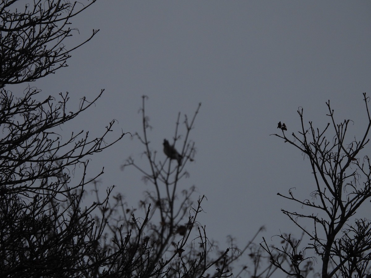 Blue Jay - ML647537060