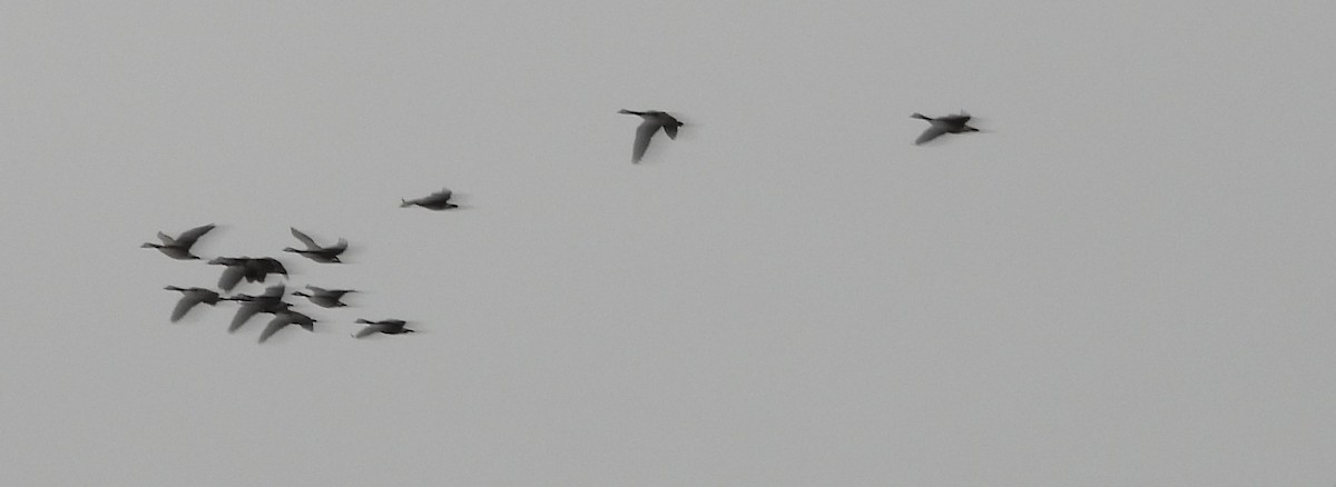 Canada Goose - ML647537064