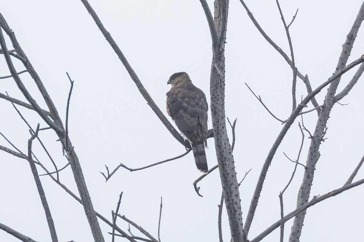Cooper's Hawk - ML647537065