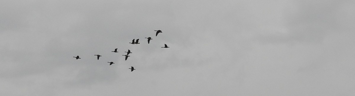 Canada Goose - ML647537066