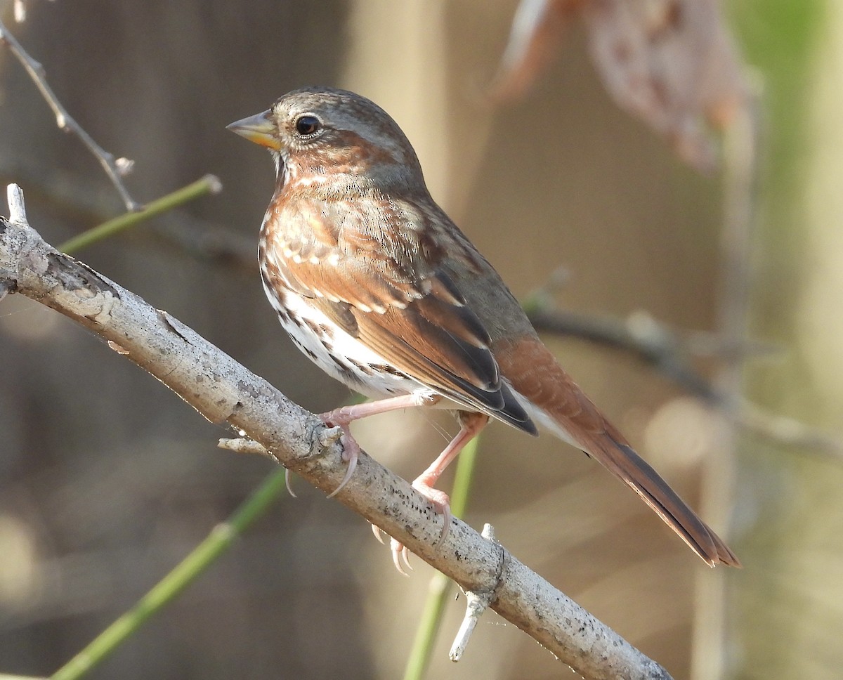 strnadec kaštanový - ML647537070