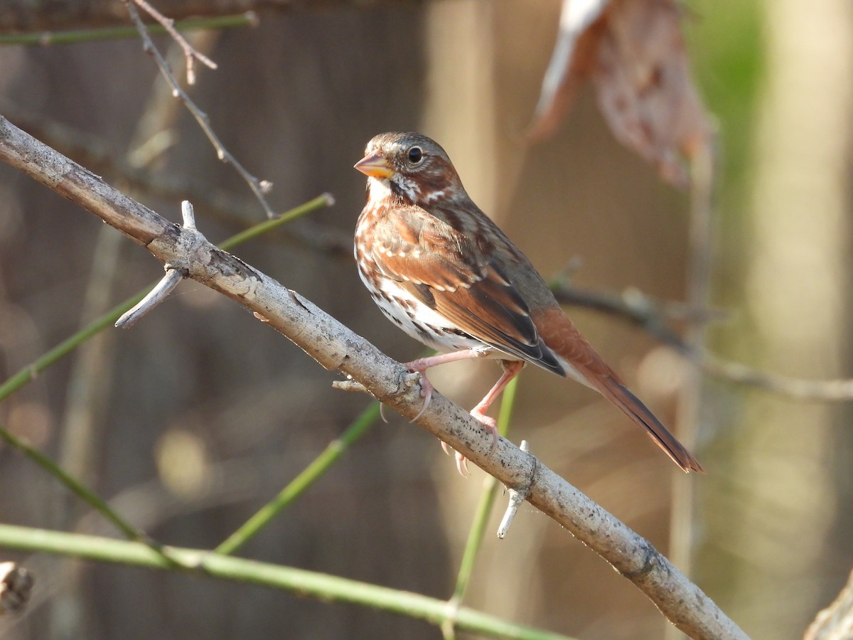 strnadec kaštanový - ML647537071