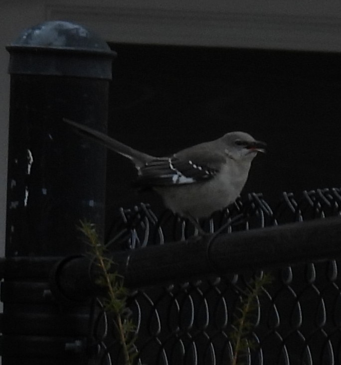 Northern Mockingbird - ML647537072