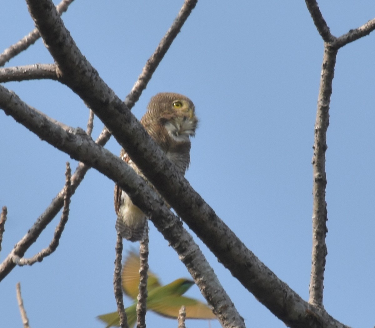 kulíšek indický - ML647537073