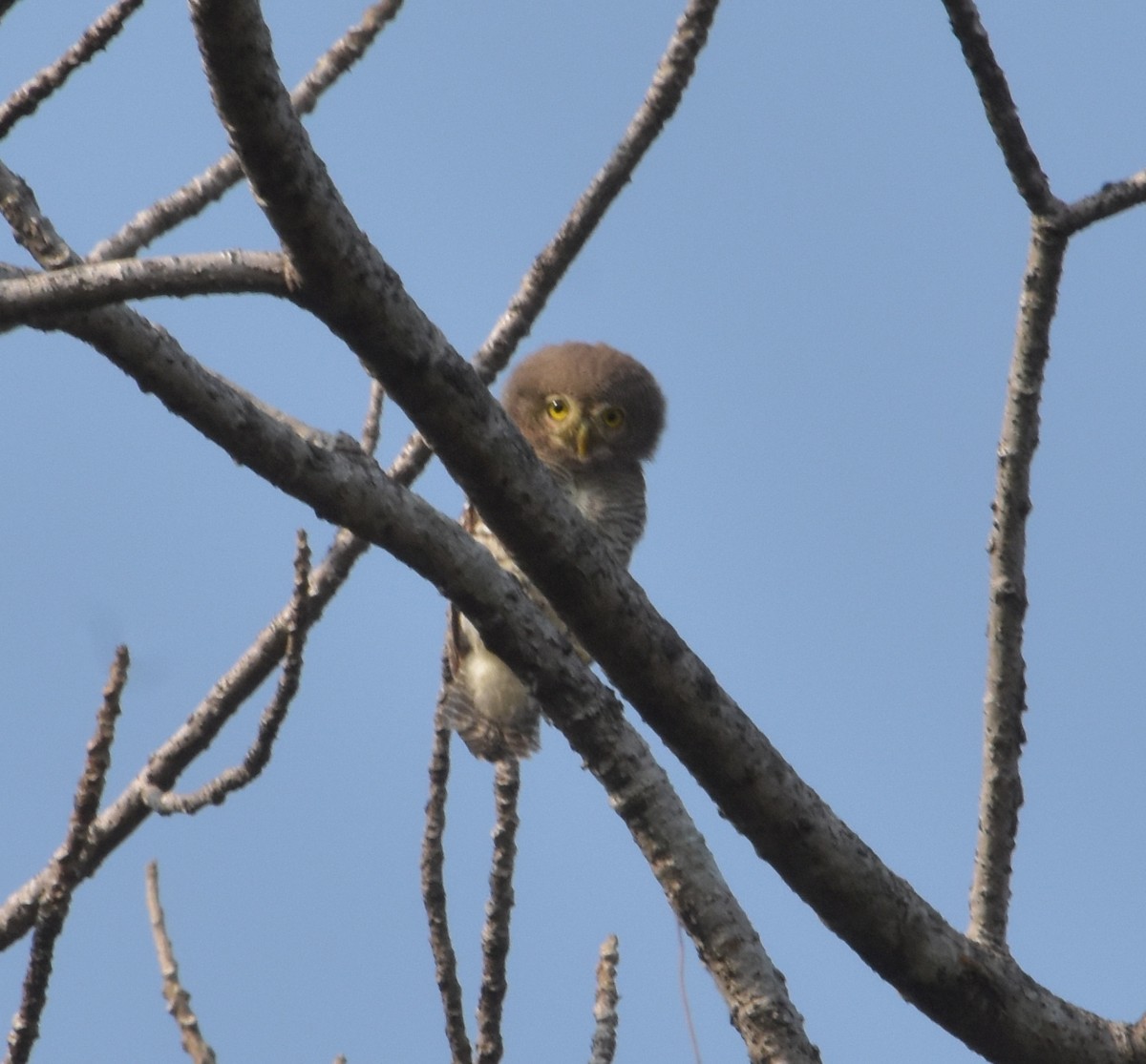 kulíšek indický - ML647537074