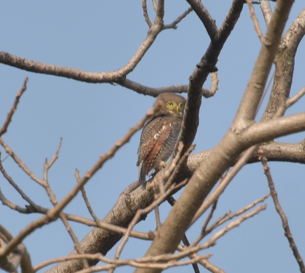 kulíšek indický - ML647537075