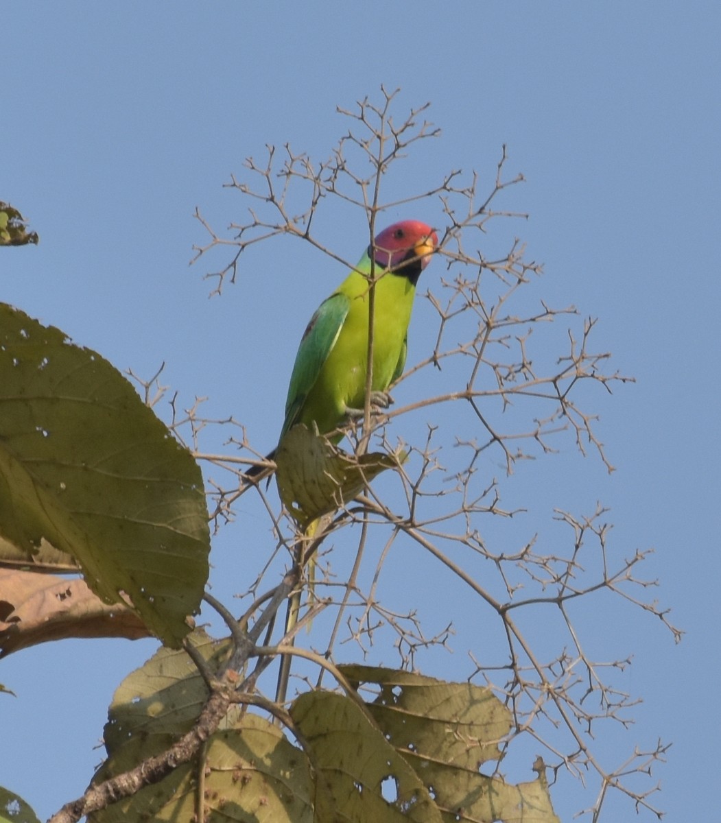 alexandr indický - ML647537076