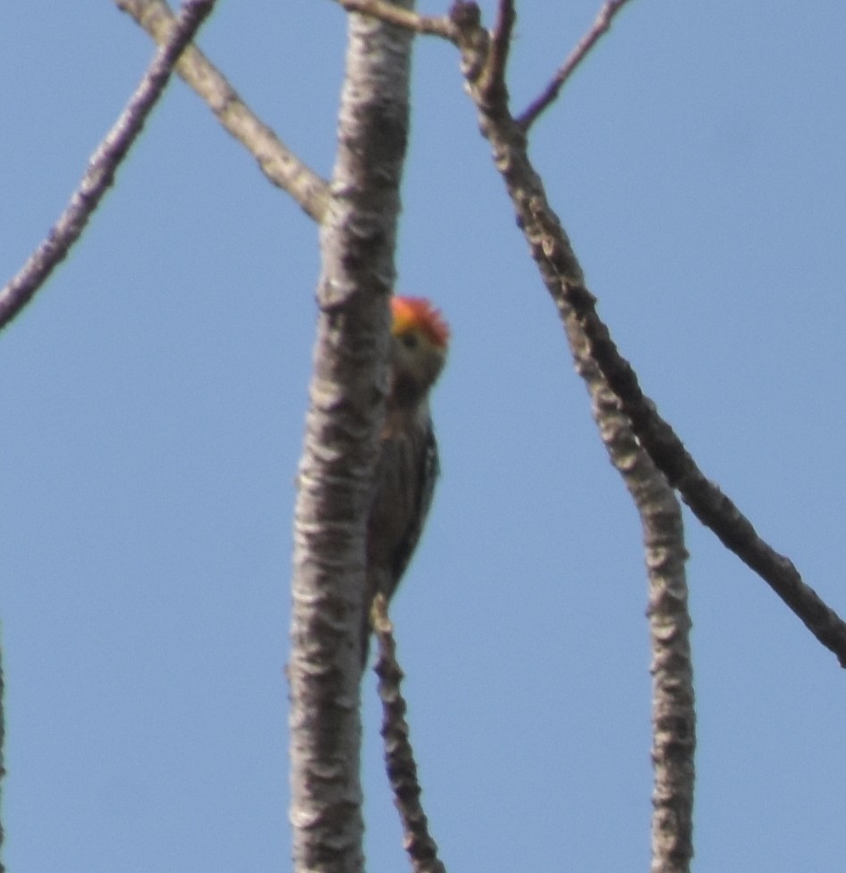 strakapoud indický - ML647537081