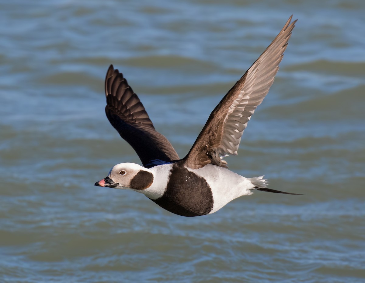 Морянка - ML647537087