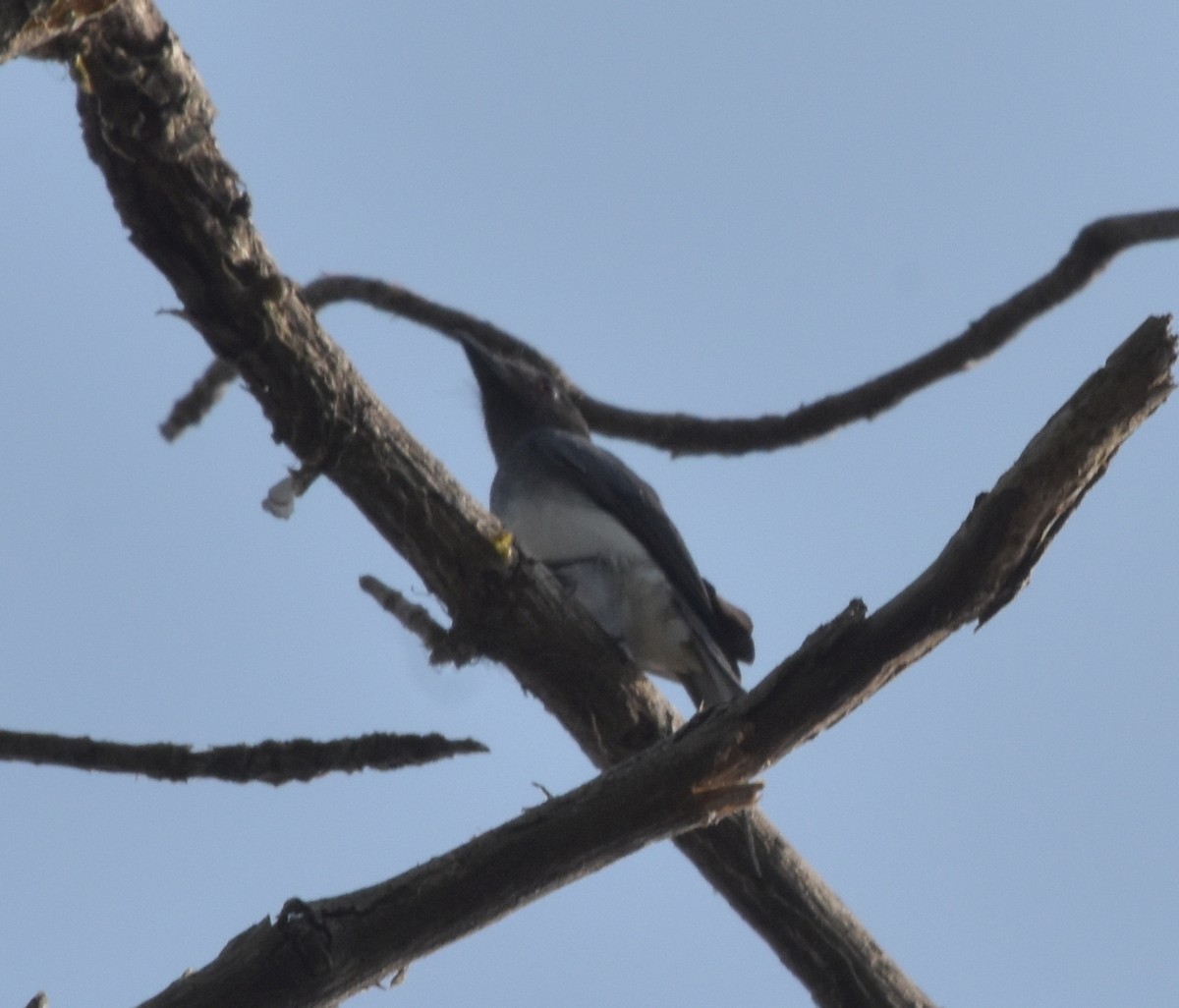 White-bellied Drongo - ML647537089