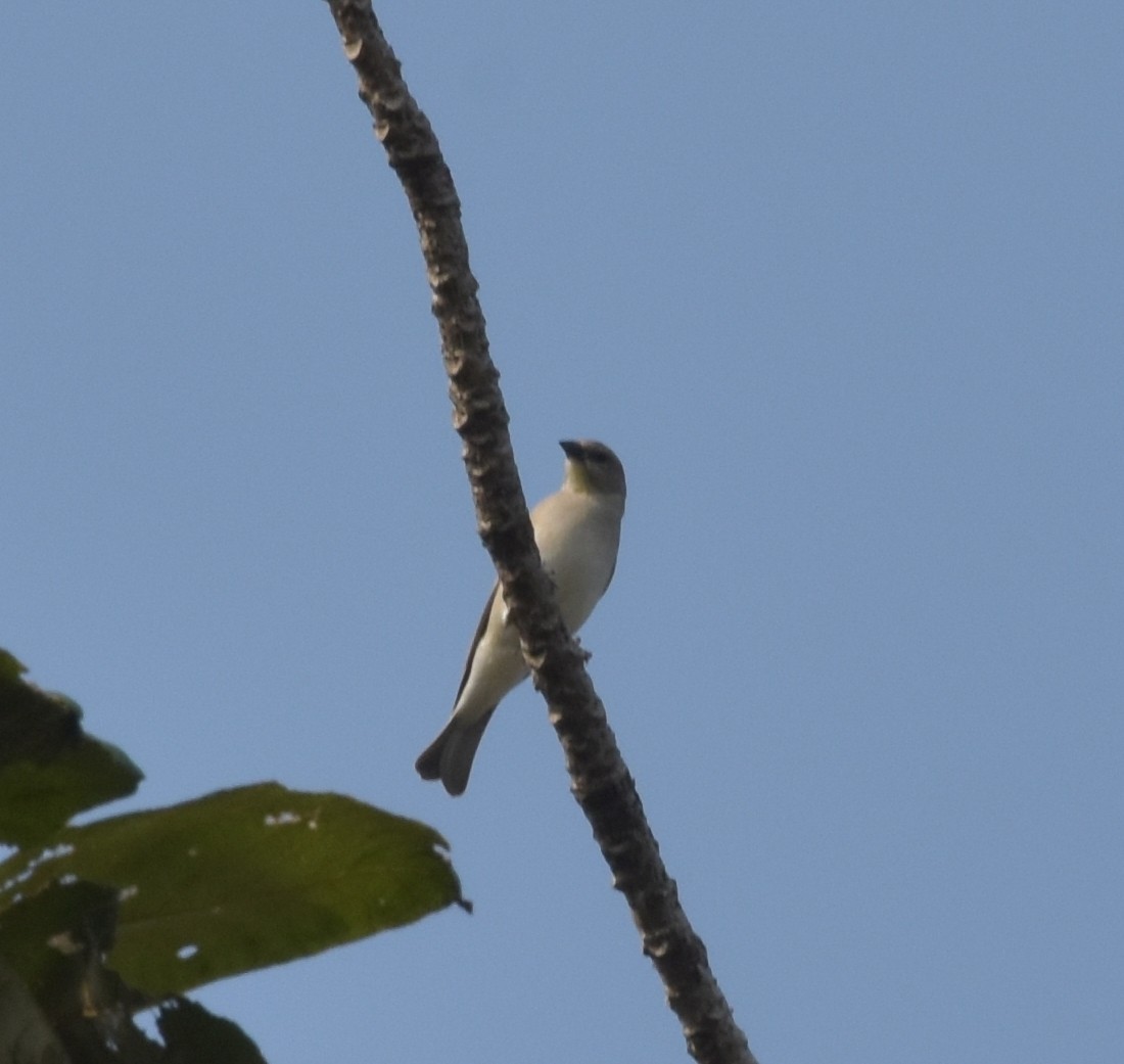 Yellow-throated Sparrow - ML647537092