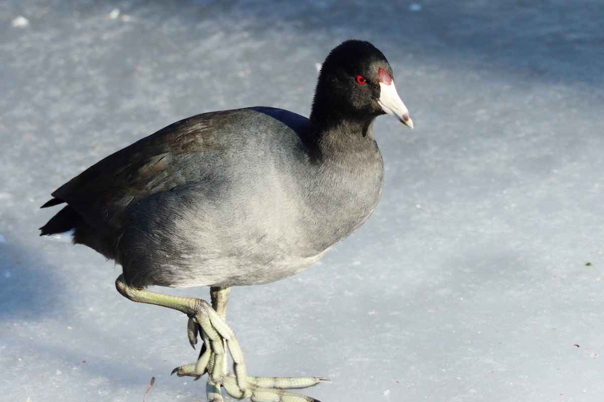 American Coot - ML647537093