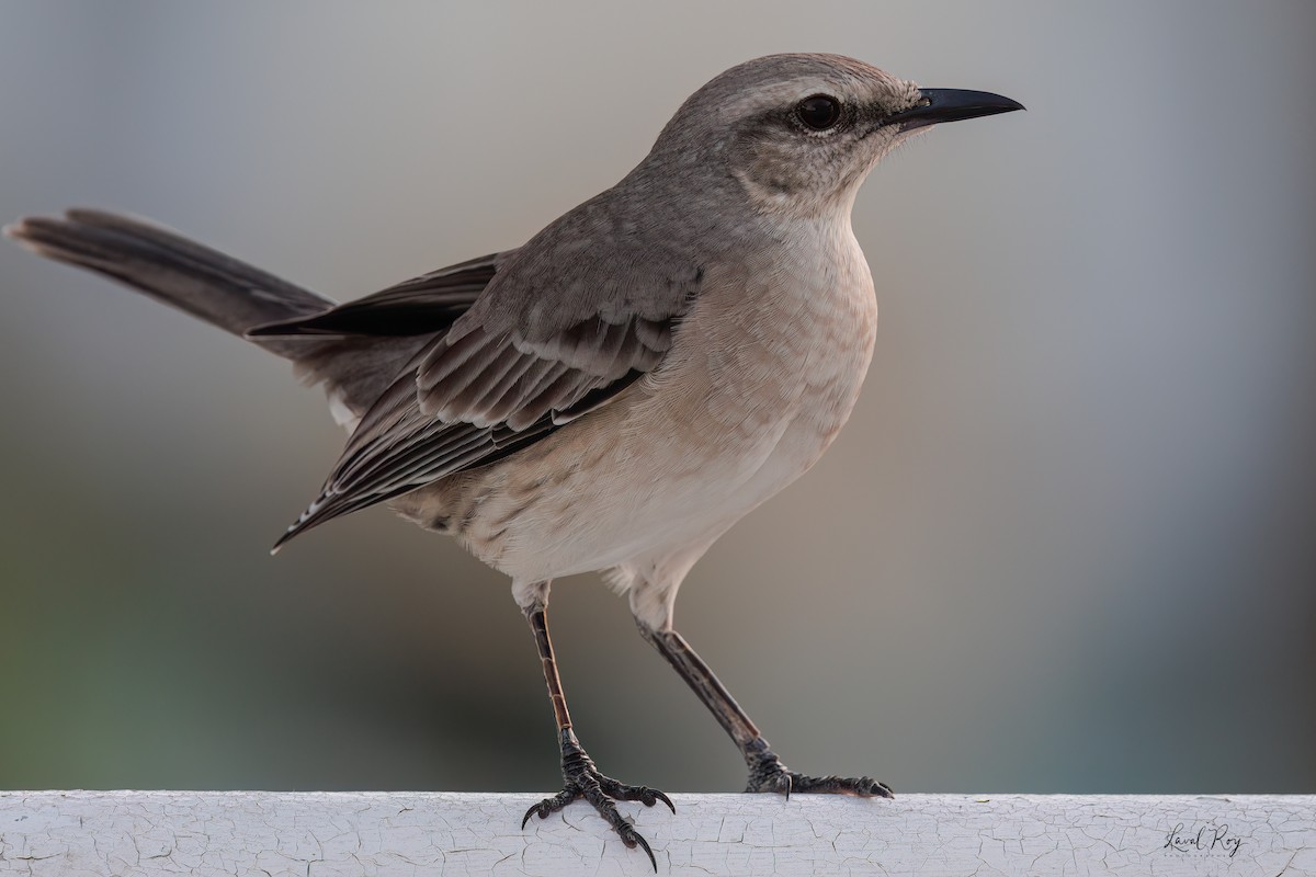 Tropical Mockingbird (Southern) - ML647537094