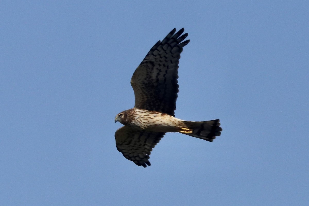 Northern Harrier - ML647537095