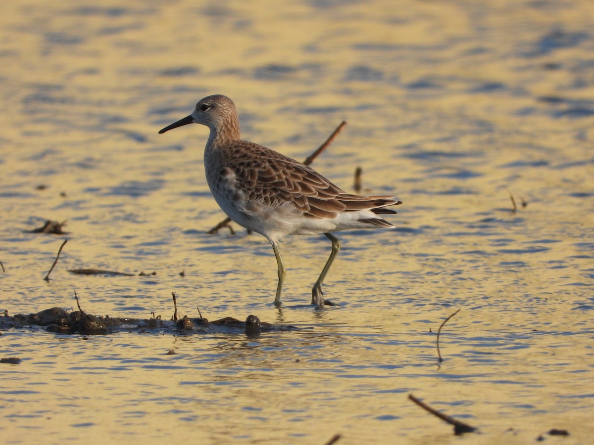 流蘇鷸 - ML647537096