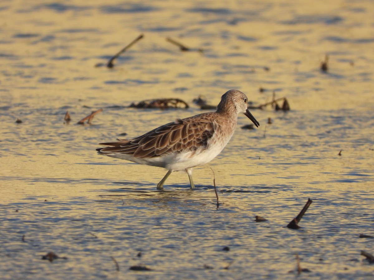 流蘇鷸 - ML647537097